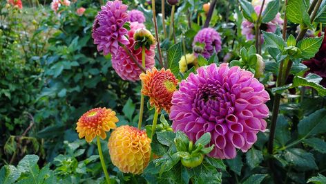 How many dahlias can I grow in the space I have? The Space, Gardening Tips, Dahlia, Planting, How Many, Canning, Square, Plants