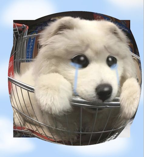 why so sad samoyed !! Sad samoyed dog puppy cry Samoyed Dog, Dog Puppy