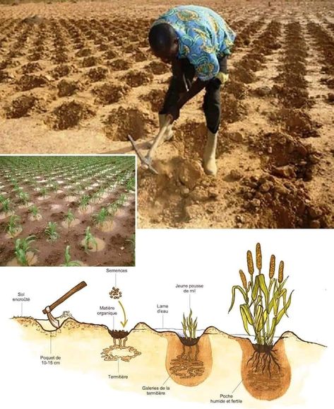 Improving Soil Fertility with Zaï Farming Zaï farming, a traditional technique used in the Sahel region of Africa, improves soil fertility through several key mechanisms:  Concentrating Organic Matter Attracting Termites Improving Water Infiltration Forming Fertile Pockets  Overall, zaï farming is an ingenious, low-cost way to rehabilitate degraded drylands and improve soil fertility using local resources. Big Tractors, Soil Improvement, Organic Matter, Organic Farming, Permaculture, Traditional Techniques, Fertility, Farmer, Soil