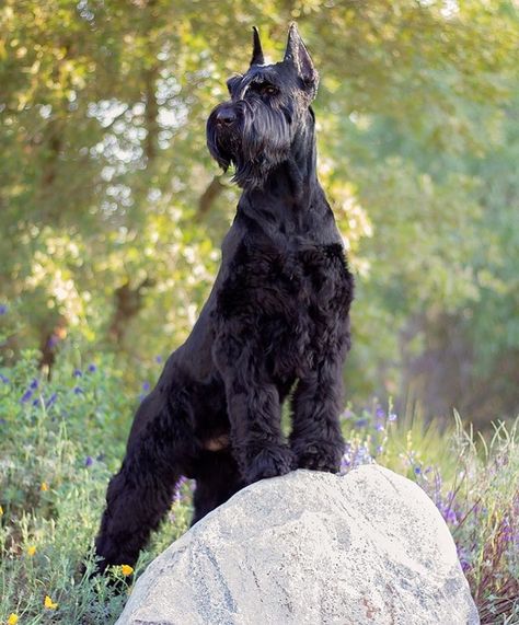 Giant Snouzer, Giant Schaunzer, Large Schnauzer, Miniature Dog Breeds, Schnauzer Grooming, Puppy Heaven, Giant Schnauzer, Schnauzer Puppy, Schnauzer Dogs