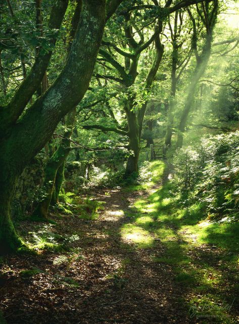 Hidden Forest, Oak Forest, Eye Spy, Fantasy Forest, Nature Sounds, Garden In The Woods, World Of Interiors, Garden View, Nature Pictures