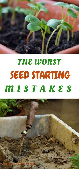 Farmers Starting Plants From Seeds, Starting Seeds, Starting A Vegetable Garden, Starting Seeds Indoors, Survival Gardening, Growing Tomatoes, Indoor Gardening, Vegetable Gardening, Grow Your Own Food