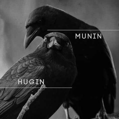 Odin Norse Mythology, Odin Raven, Hugin And Munin, Story Prompt, Arte Viking, Nordic Mythology, Norse Gods, Odin's Ravens, Norse Myth