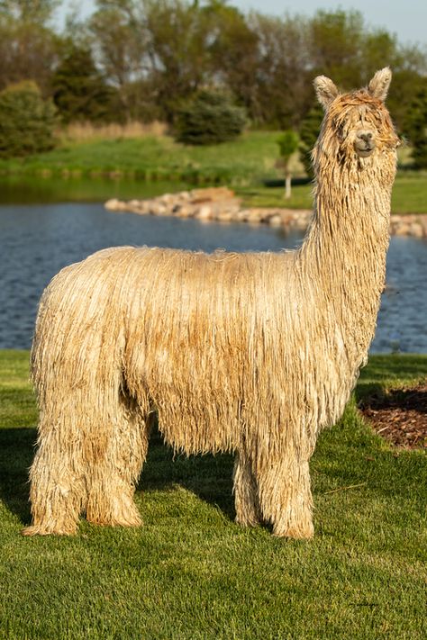 Cut Animals, Llama Alpaca, Suri Alpaca, Llama, Family Farm, Alpaca, Farm Animals, Animals Beautiful, Animals And Pets