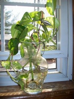 Glass vases can be found at thrift stores and are a very cheap container for growing Pothos or other houseplants in water Pothos In Water, Water Plants Indoor, Plants Grown In Water, Indoor Water Garden, Ivy Plants, Garden Solutions, Pothos Plant, Hydroponic Gardening, Cactus Y Suculentas