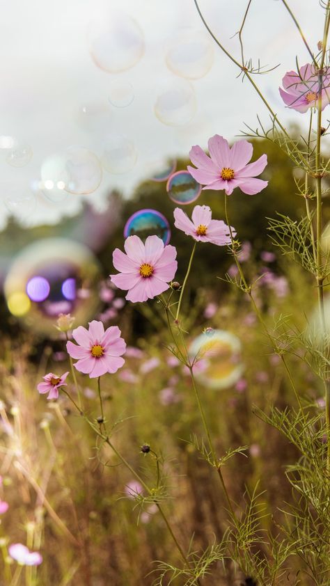 A curated collection of Spring wallpapers for iPhone. Get this Spring aesthetic wallpaper and many more to choose from in this post! Wallpaper Edgy, Pink Flowering Trees, Bubble Pictures, Background Retro, Wallpaper Homescreen, Illustration Wallpaper, Spring Images, Wallpaper Retro, Easter Wallpaper