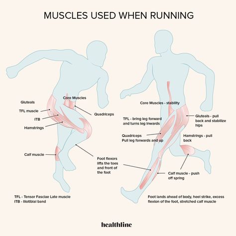 Stretch Calf Muscles, Body Reading, Running Inspo, Running Muscles, Hip Flexor Exercises, Body Pics, Lower Body Muscles, Gluteal Muscles, Whole Body Workouts