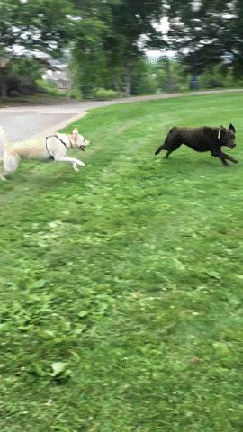 The Truth About Dog Zoomies Dog Zoomies, Dog Ages, Dog People, Different Dogs, Older Dogs, Old Dogs, Fenced In Yard, Dog Park, Dog Behavior