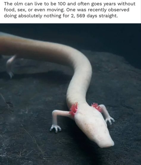 #olm #axolotl #animalmemes #meme #animals #underwater #relatable An Animal, Black