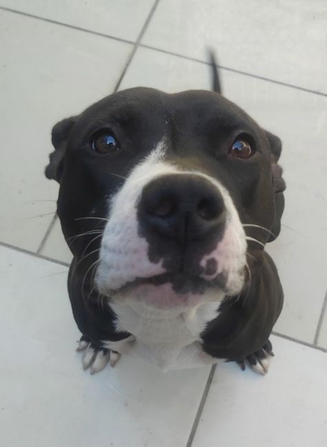 Black And White Pitbull Puppy, Pitbull Black And White, White Pitbull Puppies, Black And White Pitbull, White Pitbull, Bull Dogs, Pit Bull Love, Floppy Ears, 2025 Vision