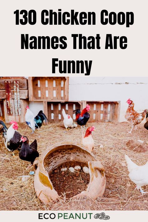 Chicken coop Fun Chicken Coop Colors, Funny Chicken Coop Names, Chicken Coop Name Signs, Chicken Coop Names Clever, Chicken Coop Signs Ideas Funny, Funny Chicken Signs, Funny Chicken Coop Signs, Chicken Coop Names, Good Chicken Names