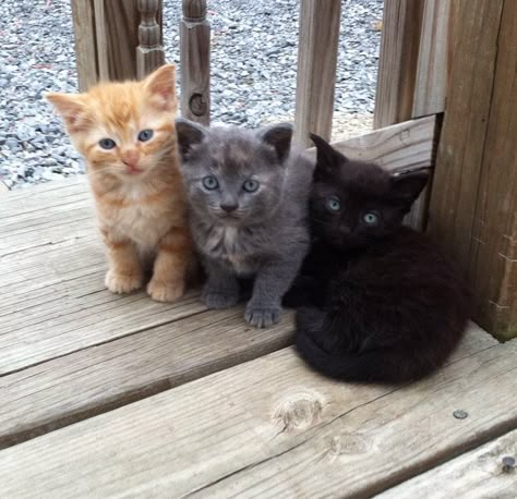 Cute kitten trio! Cute Little Kittens, Kitten Pictures, Cute Cat Gif, Little Kittens, Cute Cats And Kittens, Cute Kittens, Warrior Cats, Pretty Cats, Beautiful Cats