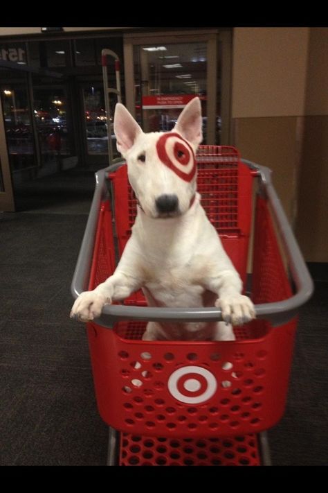 Target Dog, Egg Head, Bullseye Target, Mini Bull Terriers, Unexpected Beauty, Bully Dog, English Bull Terriers, Bull Terriers, Bull Terrier Dog