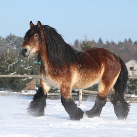 Photo about Gorgeous dutch draught horse with long mane running in the snow in winter. Image of fast, stallion, snowfall - 35682548 Dutch Draft Horse, Running In The Snow, Running In Snow, Belgian Draft Horse, Long Photos, Snow Animals, Draft Horse, Big Horses, Most Beautiful Horses