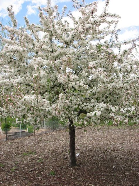 Golden Fruit, Flowering Crabapple, Grass Hay, Crabapple Tree, Harvest Gold, Spring Plants, Fruit Seeds, Attract Pollinators, Ornamental Trees