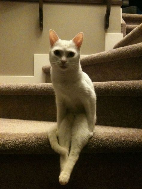 sitting on the stairs Gatto Carino, Creepy Cat, White Cats, Cat Sitting, Funny Animal Pictures, 귀여운 동물, Cat Photo, White Cat, Crazy Cats