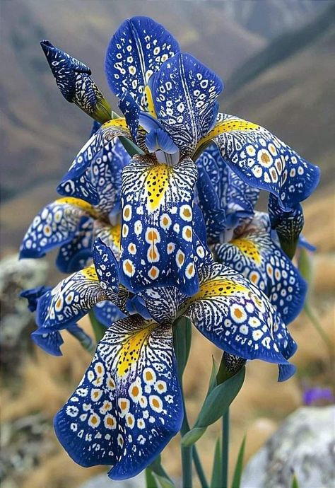 Very Beautiful Flowers, Earth Mother, Beautiful Orchids, Rare Flowers, Iris Flowers, Beautiful Rose Flowers, Flower Phone Wallpaper, Beautiful Flowers Pictures, Bulb Flowers