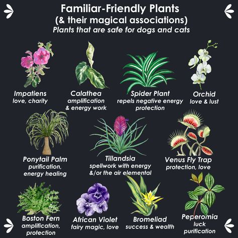 Keep your dog and cat familiars safe with this list of non-toxic houseplants. Magical House Plants, Is Eucalyptus Safe For Cats, Plants For Protection Witchcraft, Flowers For Protection, Plants For Witches, List Of Herbs For Witchcraft, Witch Garden Plants, Witches Plants, Magickal Plants