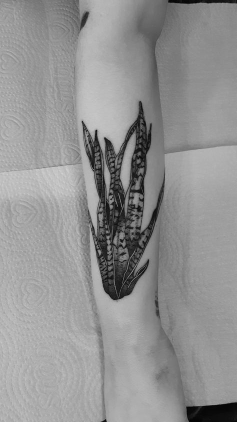 Male Plant Tattoo, Blackwork Plant Tattoo, Black And White Plant Tattoo, Black Plant Tattoo, Prayer Plant Tattoo, House Plant Tattoo Sleeve, Snake Plant Tattoo, Tattoo Botanica, Aloe Tattoo