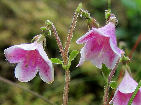 Linnea (Linnaea borealis) | Flickr - Photo Sharing! Linnea Borealis, Linnea Flower, Swedish Flowers, Linnaea Borealis, Twin Flower, Indoor Flowering Plants, Alpine Flowers, Bell Flowers, Flower Essences