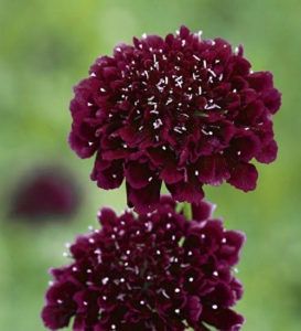 Burgundy Wedding Flowers for Inspiration - Ten Point Floral Design Scabiosa Atropurpurea, Burgundy Wedding Flowers, Burgundy Dahlia, Sarah Raven, Making Plant Pots, List Of Flowers, Long Flowers, Burgundy Bridesmaid, Flower Guide