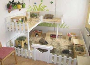 Pet Cage Ideas, Guinea Pig Enclosure Ideas, Guinea Pig House Diy, Guinea Pig Cage Ideas Indoor, Guinea Pig Ideas, Guinea Pig Cage Ideas Diy, Guinea Pig Enclosure, Homemade Guinea Pig Cage, Guinea Pig Cages