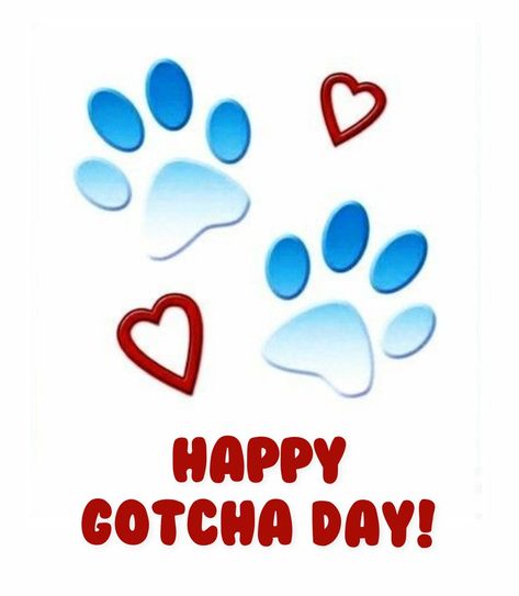 Happy Gotcha Day Dog Quotes, Gotcha Day Quotes, Gotcha Day Dog, Happy Gotcha Day, Vintage Calligraphy, Birthday Memes, Happy Birthday Dog, Happy Birthday Quotes Funny, Anniversary Greetings