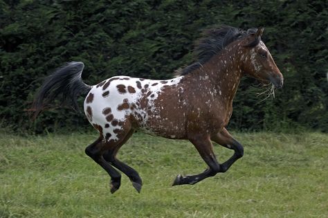 Cheval Pie, Horse Poses, Horse Markings, Horse Coat Colors, Horse Pics, Appaloosa Horse, Horse Inspiration, American Quarter Horse, Most Beautiful Horses