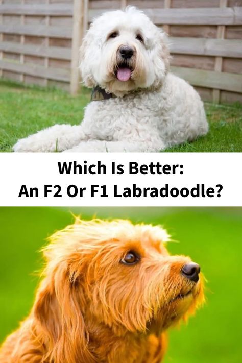 Which is Better: An F2 or F1 Labradoodle? F1 Labradoodle, F1b Labradoodle, White Labradoodle, Golden Labradoodle, Black Labradoodle, White Labrador, Dog Dna Test, Dog Quotes Love, Golden Labrador