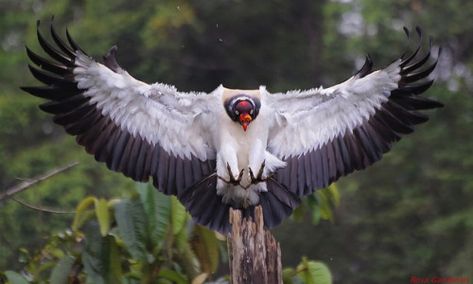 theraptorcage:  King Vulture King Vulture, Extinct Animals, Big Bird, Birds Of Prey, Interesting Faces, Wild Birds, Hummingbirds, Bird Feathers, Nature Photos