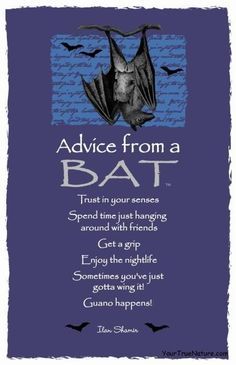 Advise from a Bat. Funny Life Lessons, Bats Flying, Spirit Animal Totem, Animal Spirit Guide, Animal Spirit Guides, Animal Medicine, Animal Guides, Power Animal, Funny Life