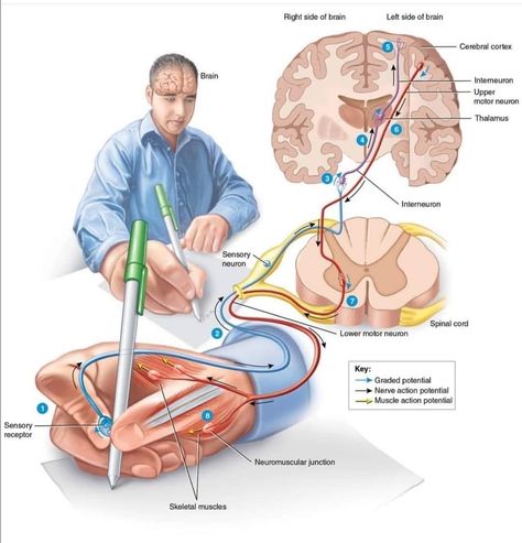 Sensory Nerves, Medical School Life, Basic Anatomy And Physiology, Nurse Study Notes, Spinal Nerve, Biology Facts, Medical Student Study, Brain Anatomy, Medical School Motivation