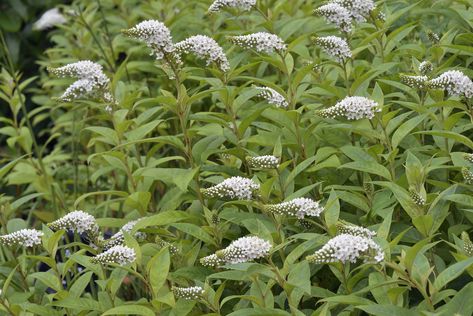 Gooseneck Loosestrife Garden, Gooseneck Loosestrife, Garden Redesign, Bog Garden, Creeping Jenny, Fall Garden, Landscaping Design, Front Yard Landscaping Design, Potting Soil