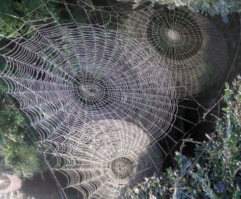 Spiders For Kids, Spider Crafts, The Ancient Magus Bride, Spider Art, Mazzy Star, Fairy Aesthetic, Spider Webs, Fairy Grunge, Nature Aesthetic