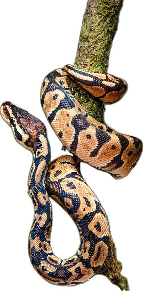 Python Royal, Royal Python, Snake Tattoo, A Tree, Python, Wrap Around, Trunk, Tree Trunk, Stock Images