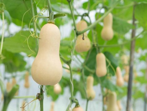 Grow Butternut Squash, Growing Butternut Squash, Butternut Squash Seeds, Winter Squash Varieties, Squash Bugs, Squash Plant, Squash Varieties, Gardening Guide, Squash Seeds