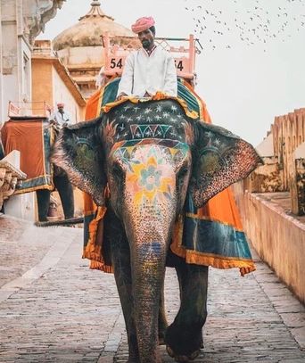 Elephant India, India Festival, Elephant Ride, India Travel Guide, Amazing India, India Colors, Shiva Shakti, Indian Elephant, Incredible India