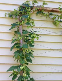 Growing Hops Hops Trellis, Growing Hops, Privacy Landscaping Backyard, Hops Vine, Hops Plant, Vine Trellis, Shade House, Privacy Landscaping, Trellis Plants