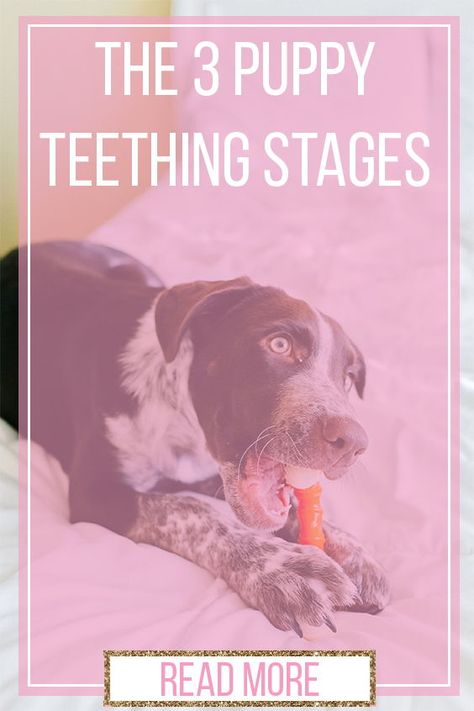 Teething Puppy Treats, Puppy Teething Stages, Puppy Chewing Tips Training, Teething Puppy Remedies, Teething Puppy Tips, Puppy Teething Remedies Frozen, Puppy Teething Remedies, Puppy Training Biting, Puppy Tips