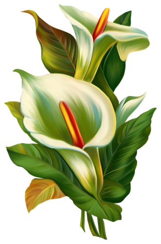 Plant Drawing, Calla Lilies, Flower Art Painting, Digital Flowers, Arte Floral, Calla Lily, Flower Pictures, Flower Wallpaper, Botanical Art