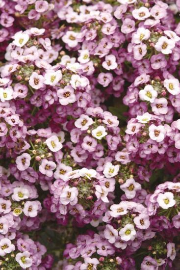 Clear Crystals Lavender Shades (Alyssum Pellets) - Stokes Seeds Large Leaf Plants, Lavender Shades, Sweet Alyssum, Lavender Seeds, Perennial Vegetables, Attracting Beneficial Insects, Beyond Beauty, Plant Spacing, Fragrant Flowers