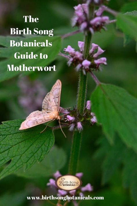 🌿Motherwort, is considered a matriarchal herb, harbors a variety of medicinal properties and benefits, which have a documented usage spanning many eras. In this post, we take a look at the rich backstory of the motherwort plant, explaining what it does, how to use it, and highlighting some of its benefits and side-effects for new mothers.  Read more... #motherwort #Herbalism #motherhood Healthy Uterus, Uterine Health, Postpartum Blues, Herbal Steam, Birth Art, Red Raspberry Leaf, Cramps Relief, Dark Leafy Greens, Body Is A Temple