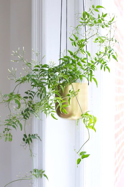 Vippjasmin. Blooming Plant Homes, Hanging Flower, Spare Bedroom, Hanging Garden, House Plant, Plant Lady, Vertical Garden, Hanging Plants, Urban Garden