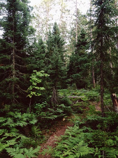 ☕️✨🌹🍁🌱🦔🐈✨🍓 — Culhane Lake, Upper Peninsula, MI Fox Burrow, Upper Peninsula, Tree Forest, Exotic Plants, Nature Aesthetic, Go Camping, Pretty Places, Happy Places, Mother Nature