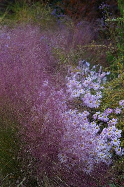 Muhlenbergia Capillaris, Slope Garden, French Gardens, Sloped Garden, French Garden, Garden Borders, Native Plants, Chrysanthemum, Yard Ideas