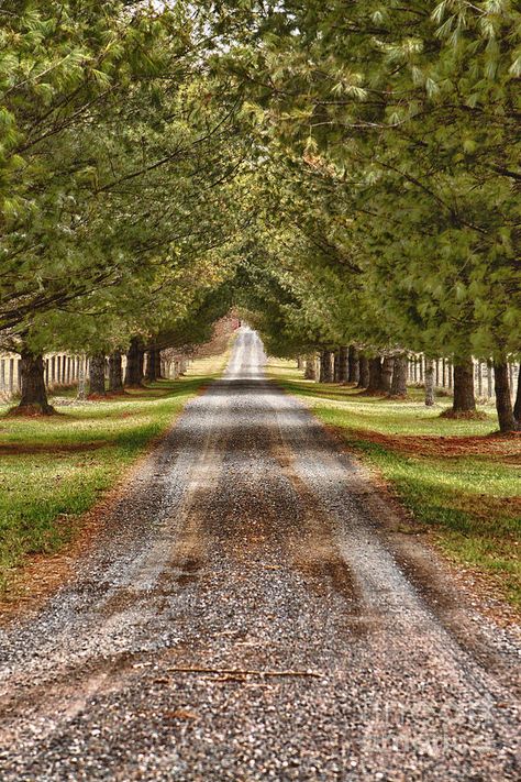 Landscape Long Driveway, Long Winding Driveway, Long Driveway With Trees, Long Driveway To A Big White House, Woodsy Landscaping, Long Driveway Landscaping Country Roads, Acreage Landscaping Driveway Entrance, Long Driveway Ideas, Long Driveway Landscaping