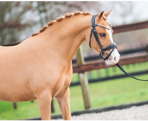 Horses Palomino, Pony Photography, Aesthetic Horses, Welsh Ponies, English Aesthetic, Horse Family, Welsh Pony, Cute Ponies, Horse Aesthetic