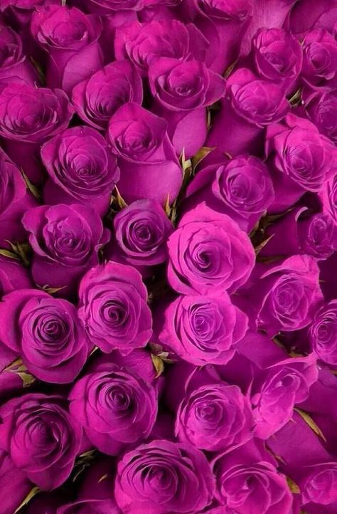 Wallpapers Rosa, White And Pink Roses, Hot Pink Roses, Flowers Arrangements, Trendy Flowers, Beautiful Flowers Wallpapers, Beautiful Rose Flowers, Flower Phone Wallpaper, Bunch Of Flowers