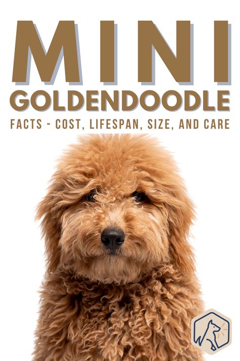 F1b Goldendoodle Mini, Mini Goldendoodle Haircuts, Miniature Golden Doodle Full Grown, F1b Mini Goldendoodle Full Grown, Mini Golden Doodle Full Grown, Mini Groodle, Mini Goldendoodle Full Grown, Full Grown Mini Goldendoodle, Labradoodle Full Grown