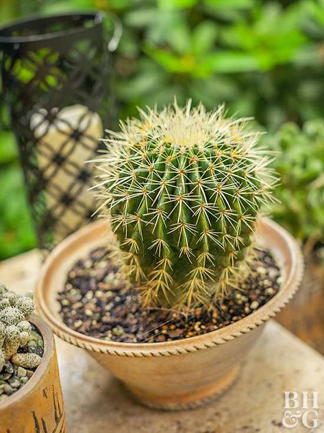 Plant cacti in specially formulated cactus potting soil, whether purchased or DIY. #cactus #garden #bhg Indoor Plants Clean Air, Indoor Cactus Plants, Small Cactus Plants, Indoor Plants Diy, Low Light House Plants, Cactus House Plants, Indoor Plants Low Light, Indoor Plants Styling, Indoor Plant Wall